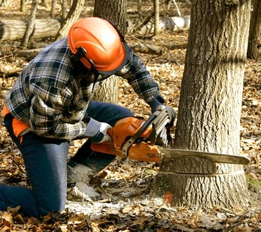 Tree Removal in North Grosvenordale, CT